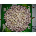 Size 5.0cm Fresh Normal White Garlic